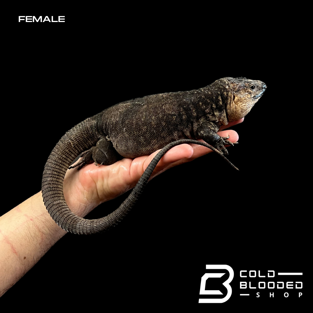 Pair of Adult Gran Canaria Giant Lizards - Gallotia stehlini