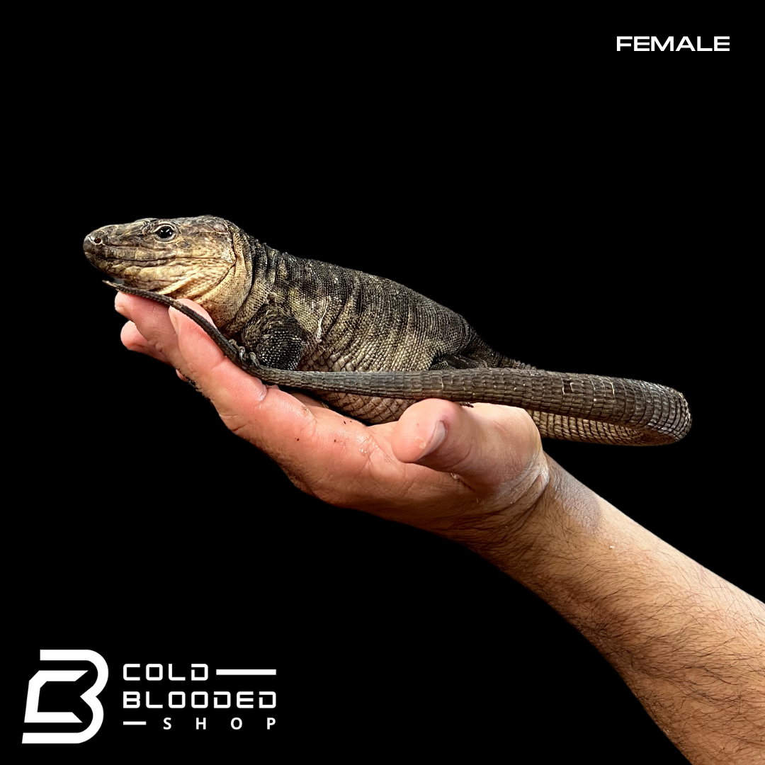 Pair of Adult Gran Canaria Giant Lizards - Gallotia stehlini