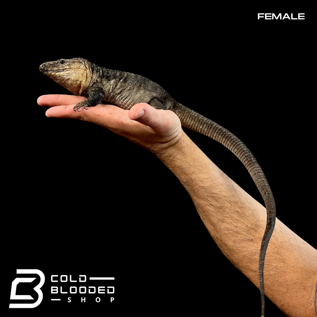Pair of Adult Gran Canaria Giant Lizards - Gallotia stehlini