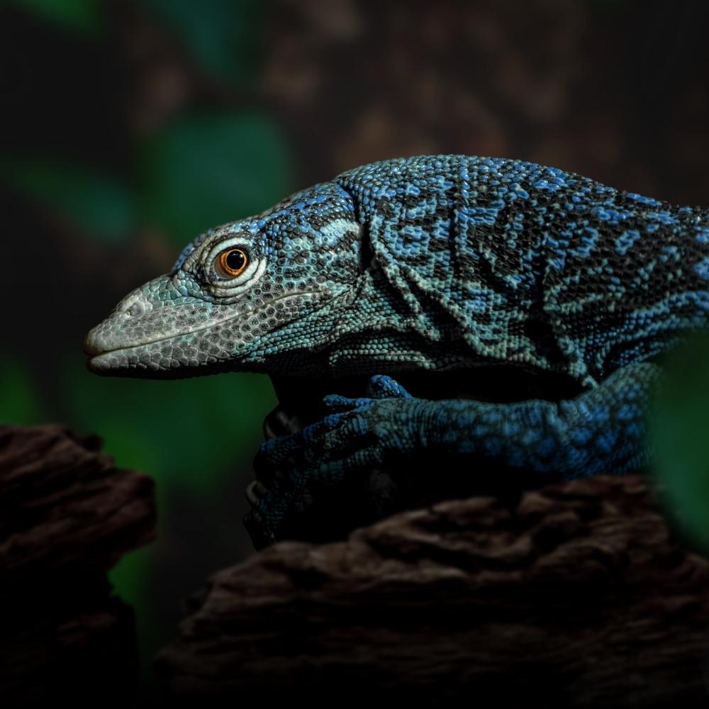 Blue Tree Monitor Fun Facts Life Span CBS