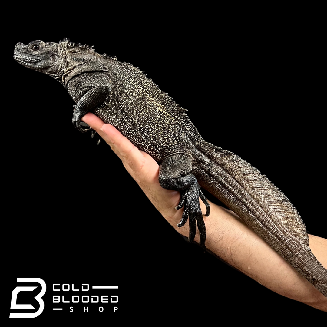 Adulto Negro Lagarto Dragón Sailfin - Hydrosaurus celebensis