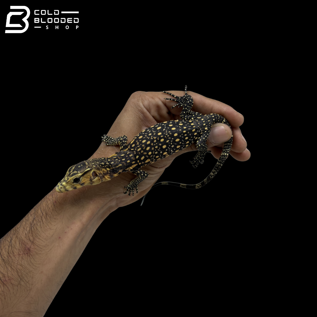 Celebensis Water Monitor - Varanus Salvator
