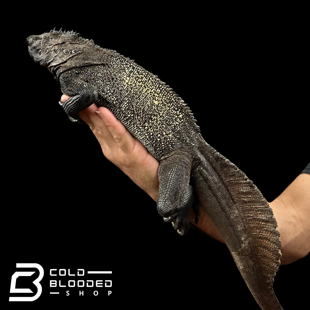 Adult Black Sailfin Dragon Lizard - Hydrosaurus celebensis