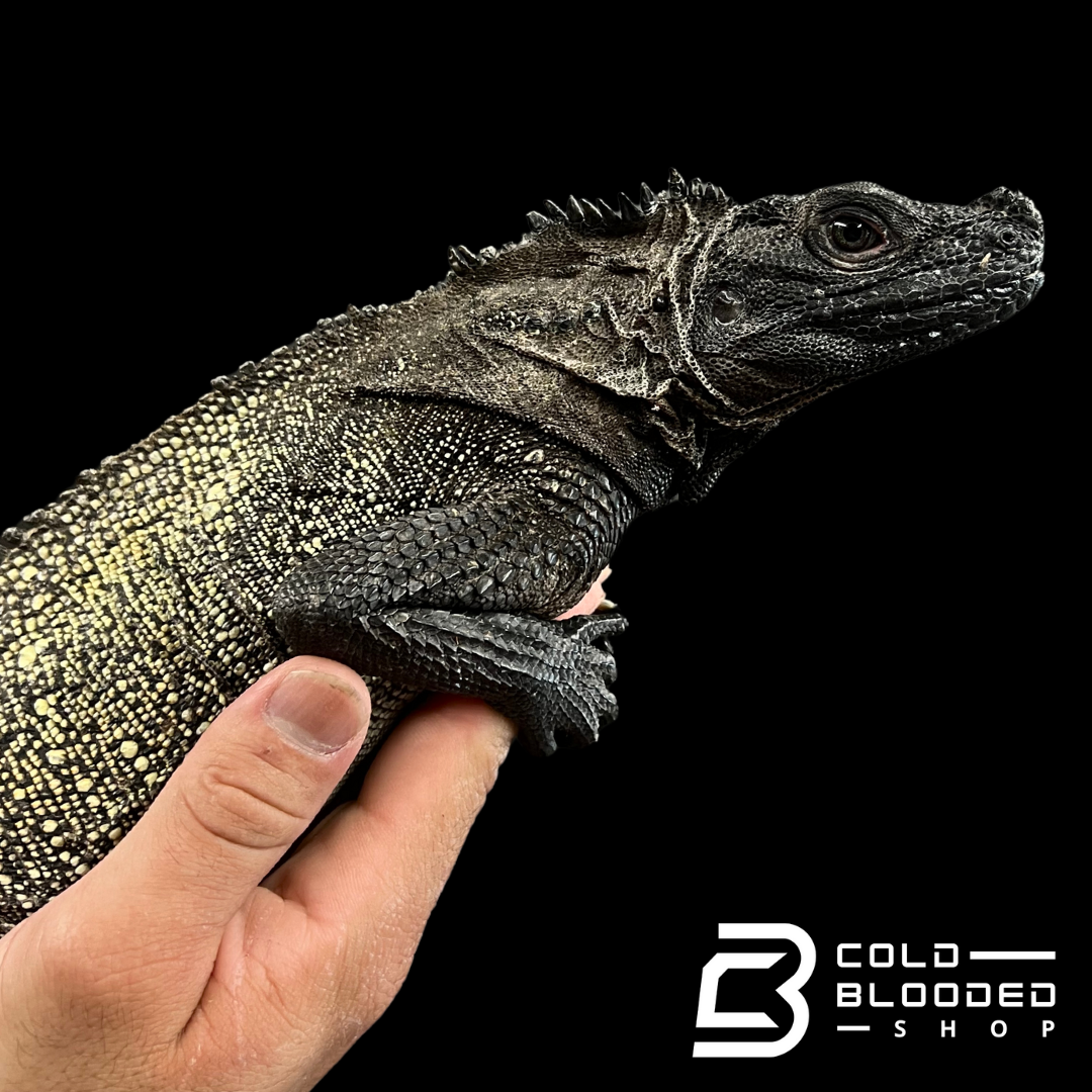 Adult Black Sailfin Dragon Lizard - Hydrosaurus celebensis