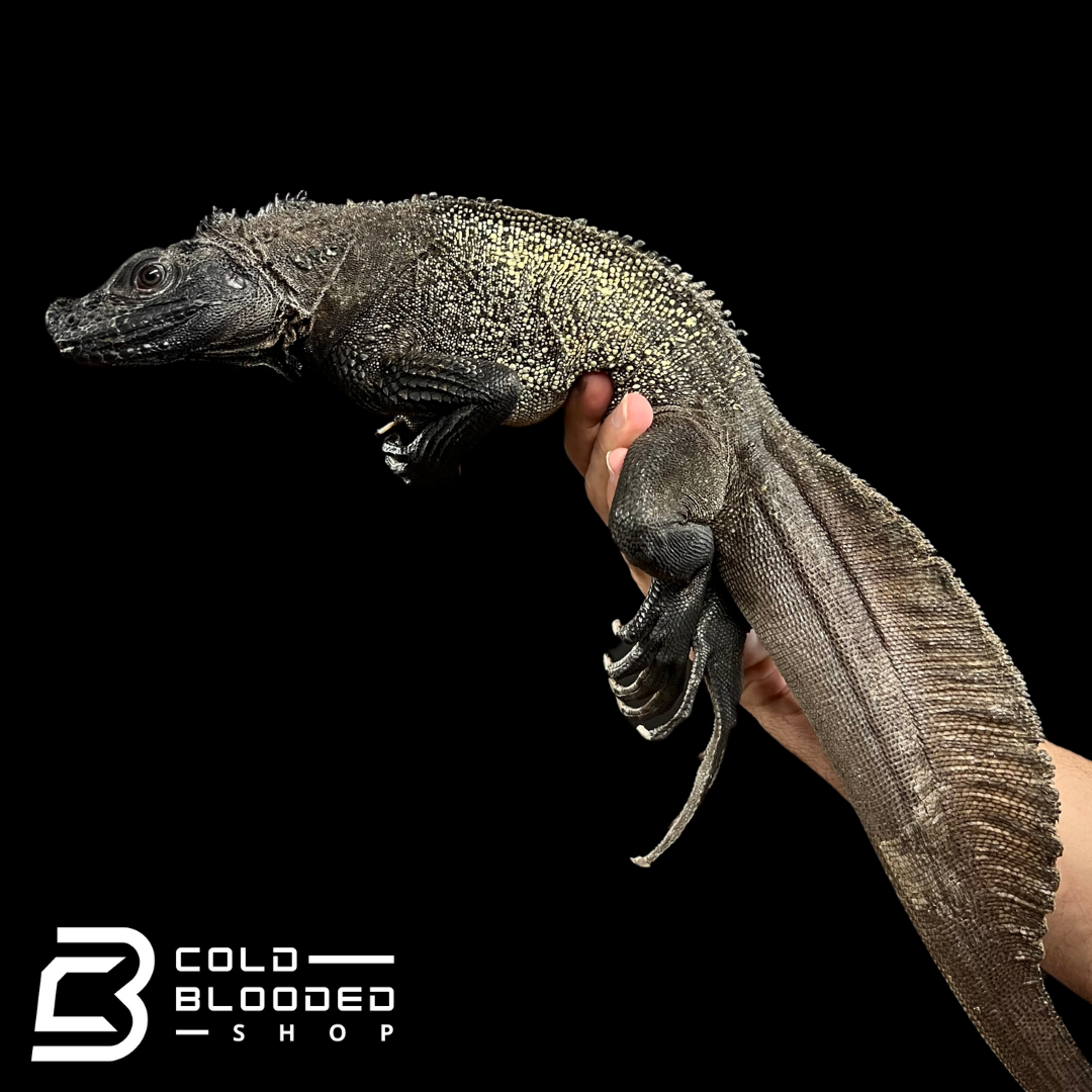 Adult Black Sailfin Dragon Lizard - Hydrosaurus celebensis