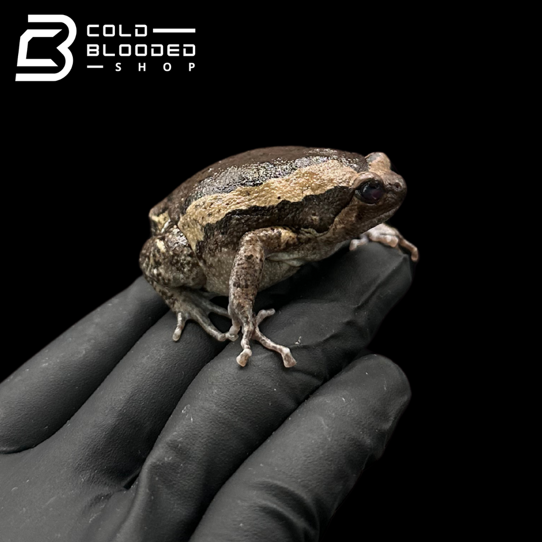 Chubby Frogs - Kaloula pulchra