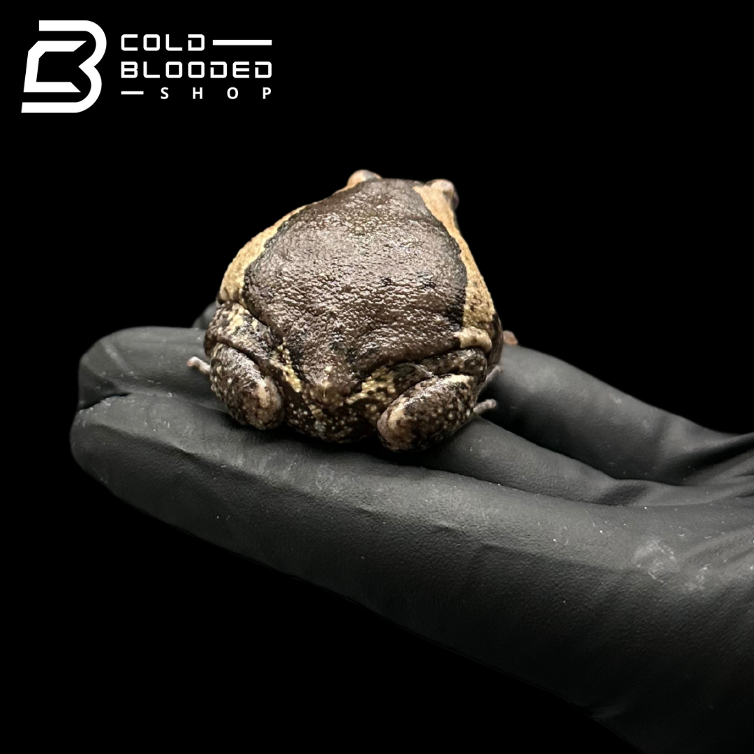 Chubby Frogs - Kaloula pulchra