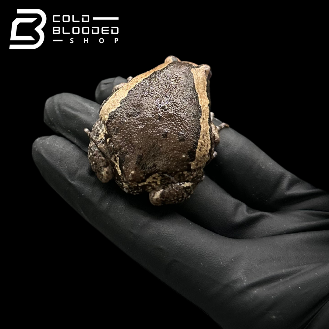 Chubby Frogs - Kaloula pulchra