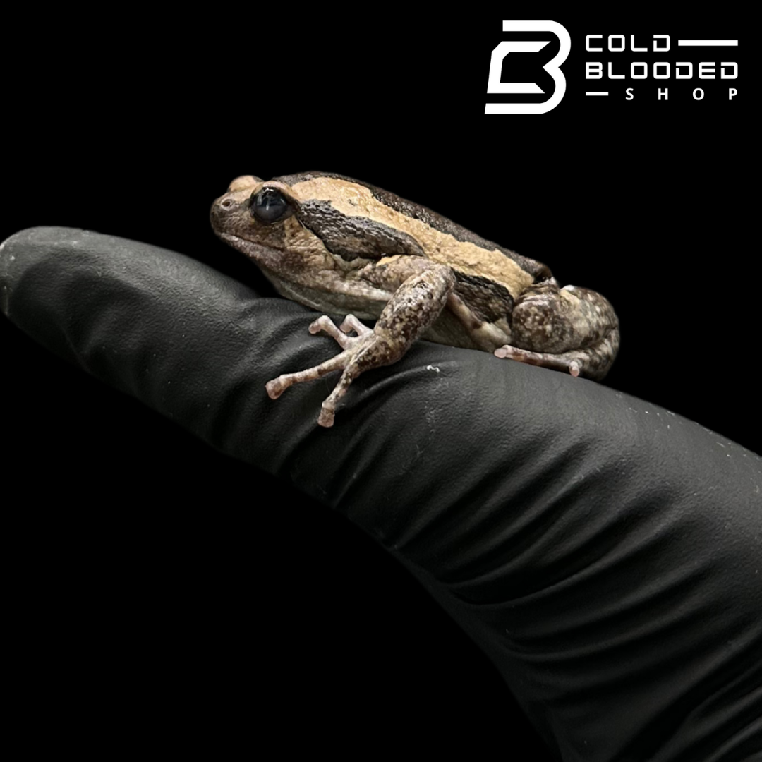 Chubby Frogs - Kaloula pulchra