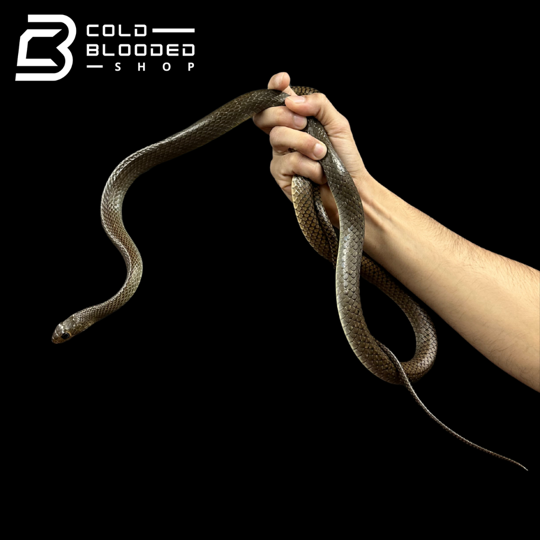 Female Indo-Chinese Rat Snake - Ptyas korros #1