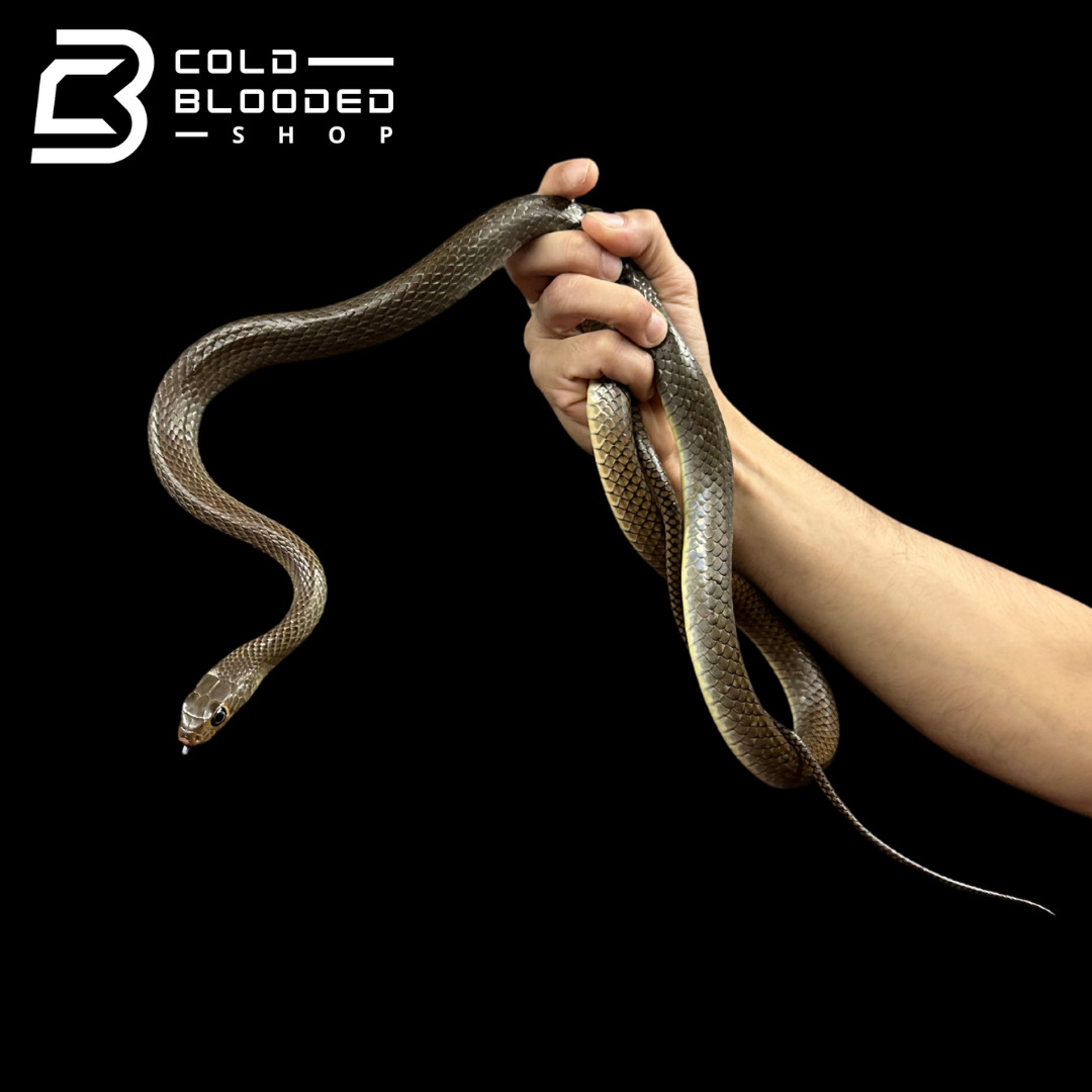 Female Indo-Chinese Rat Snake - Ptyas korros #1