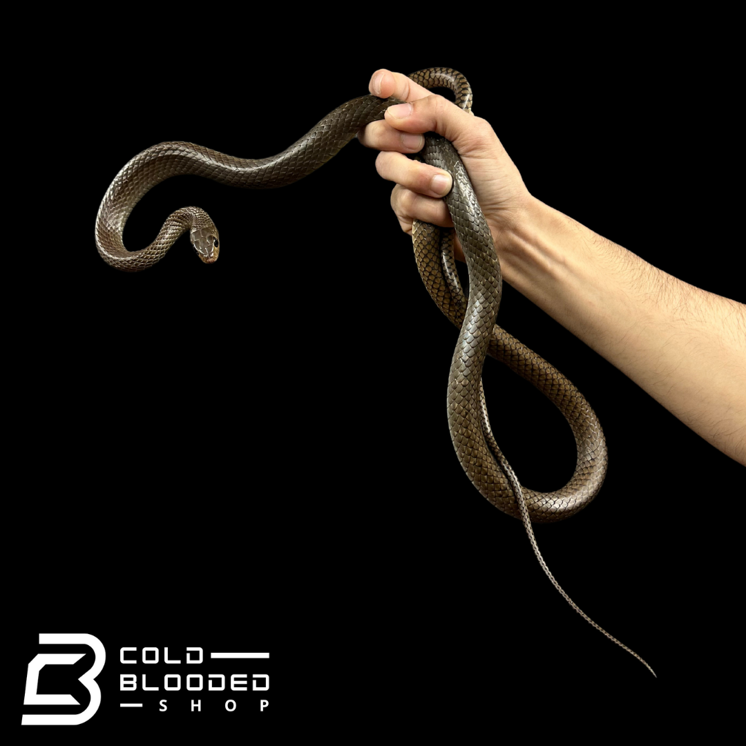 Female Indo-Chinese Rat Snake - Ptyas korros #1