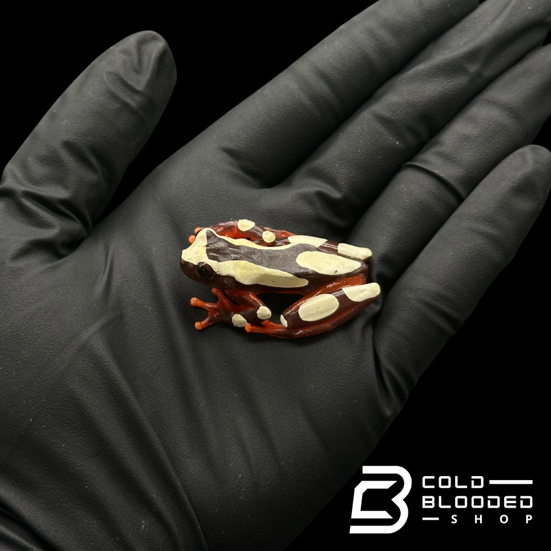 Clown Tree Frogs - Dendropsophus leucophylatus