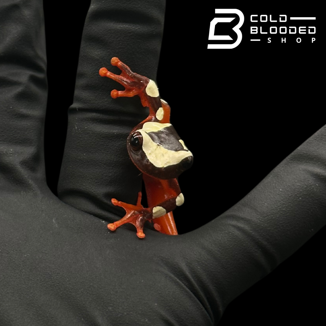 Clown Tree Frogs - Dendropsophus leucophylatus
