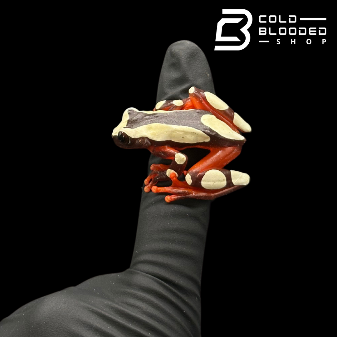 Clown Tree Frogs - Dendropsophus leucophylatus