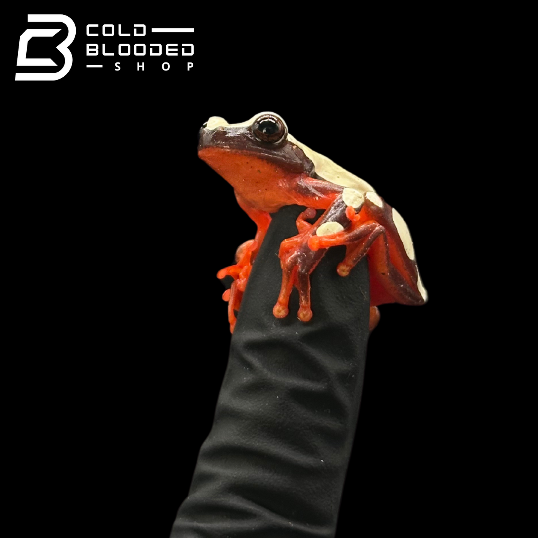 Clown Tree Frogs - Dendropsophus leucophylatus