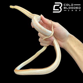 Sub-adult Albino Striped Cornsnake - Pantherophis guttatus - Cold Blooded Shop