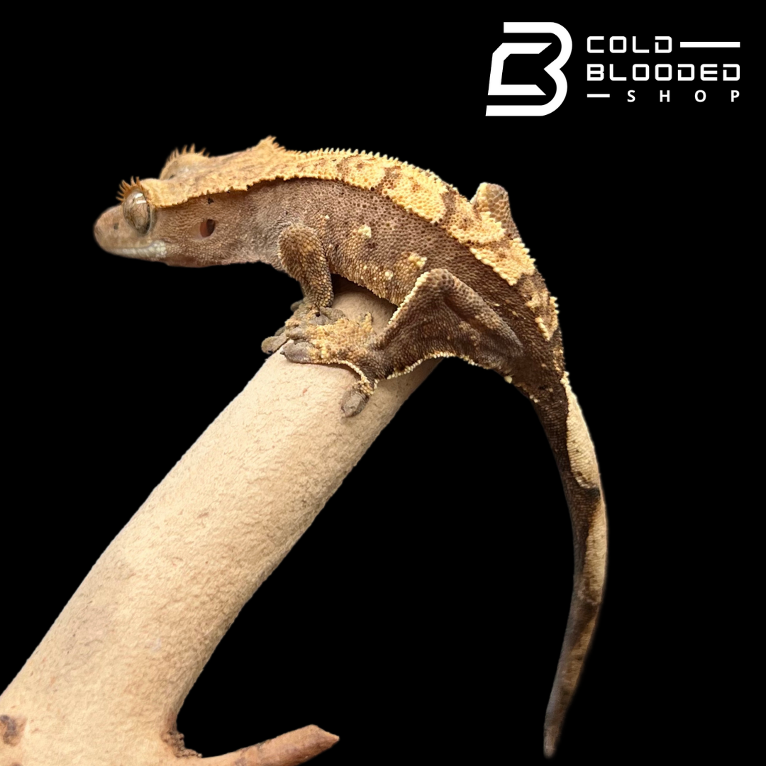 Baby Crested Gecko Correlophus ciliatus 3
