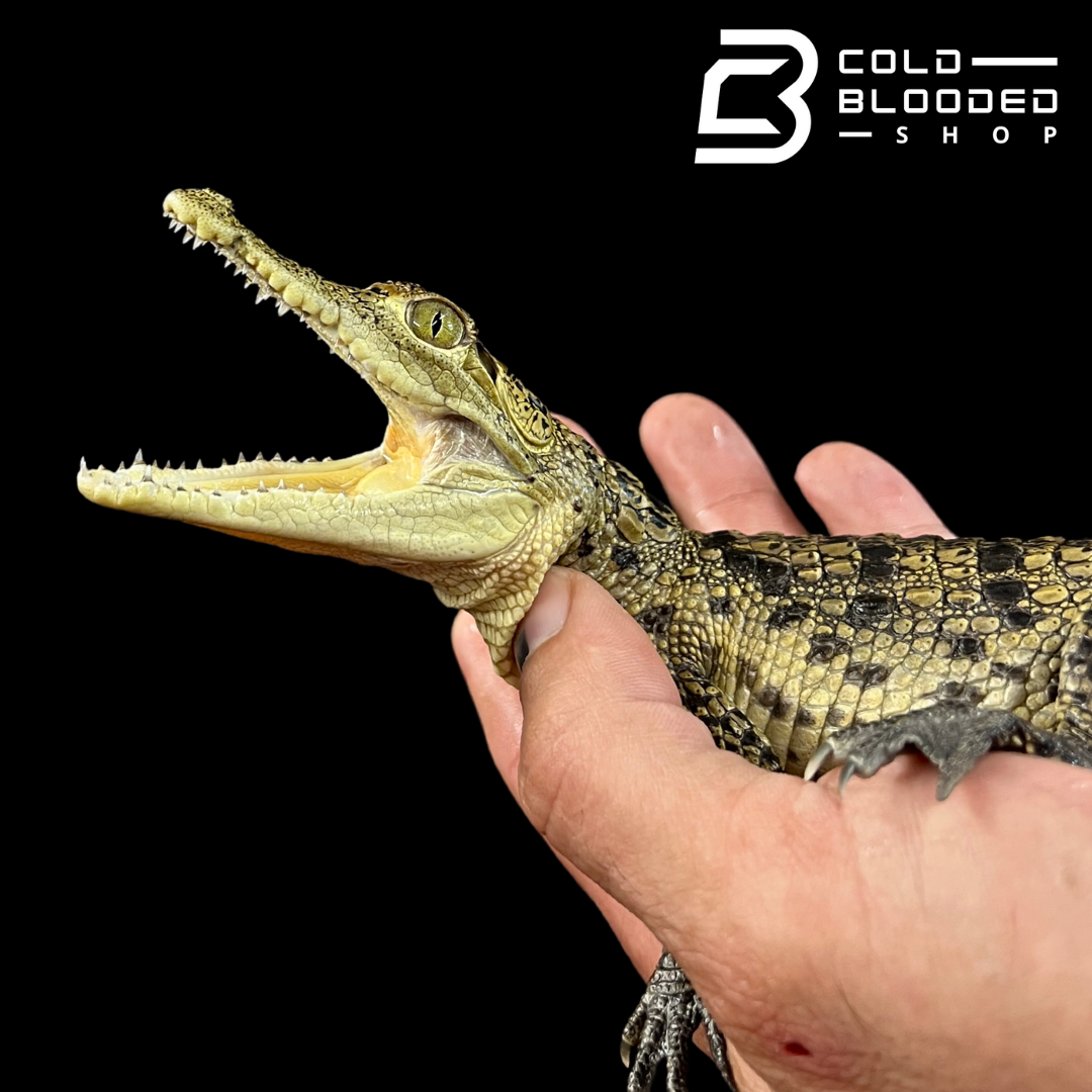 High Yellow Morelet's Crocodiles - Crocodylus moreletii