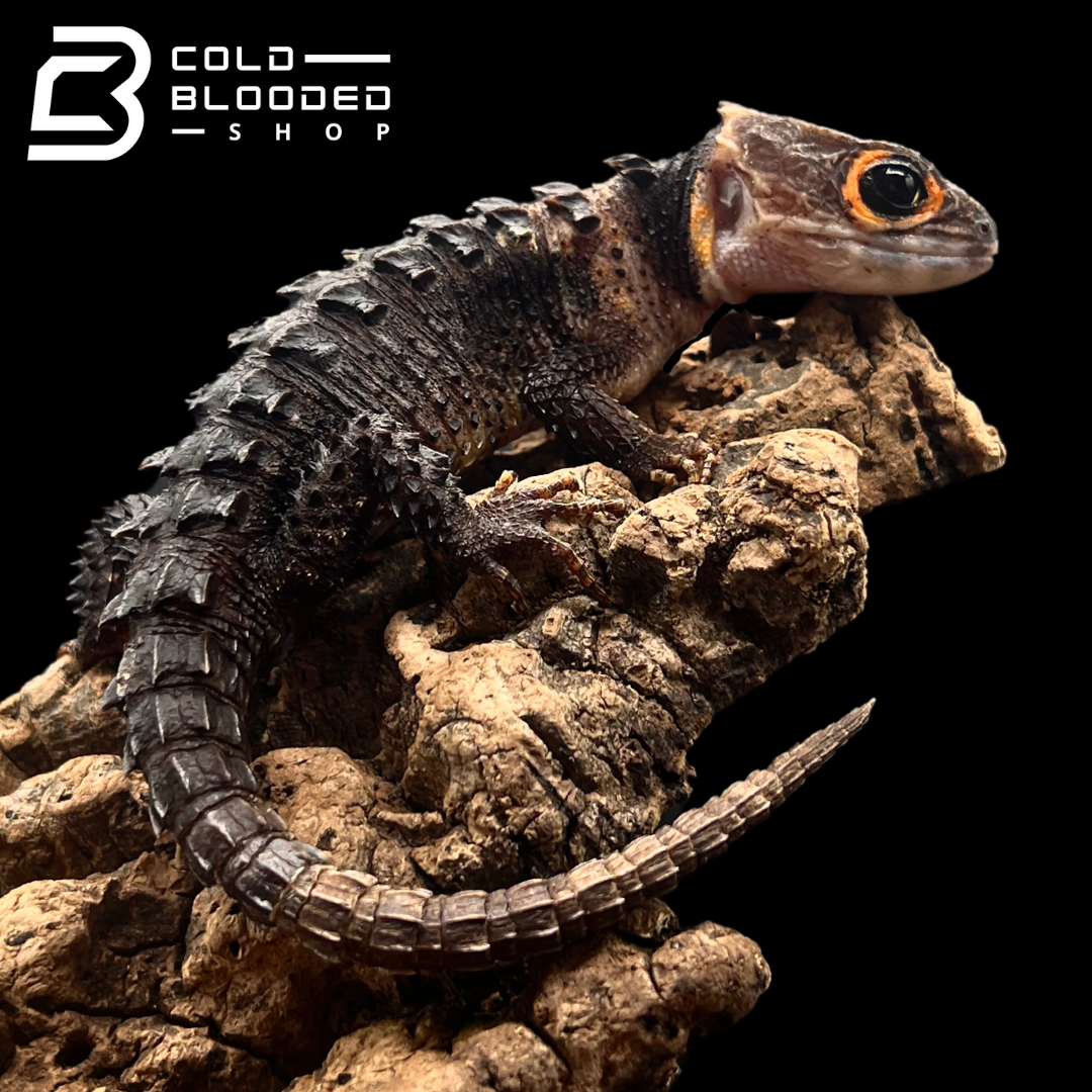 Eslizón de cocodrilo de ojos rojos - Tribolonotus gracilis