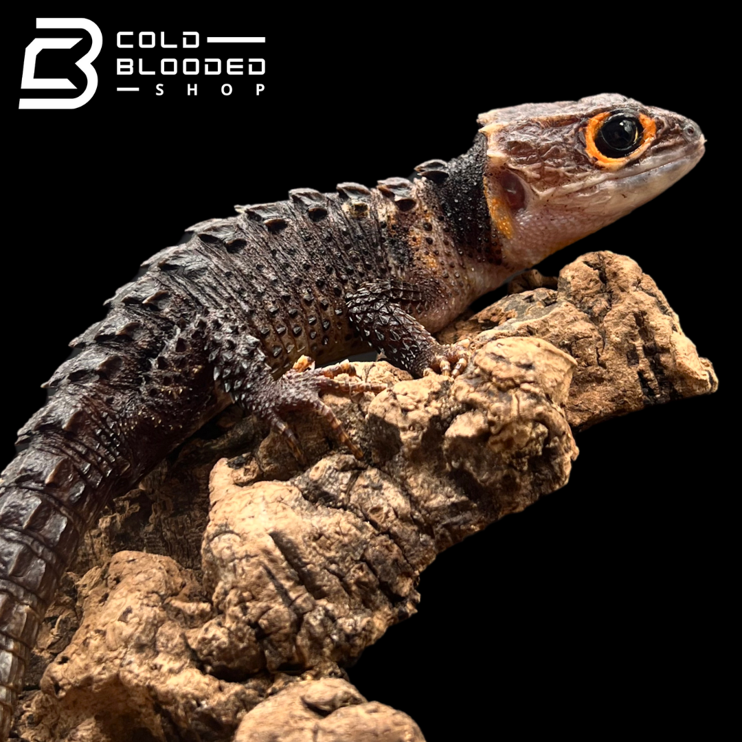 Eslizón de cocodrilo de ojos rojos - Tribolonotus gracilis