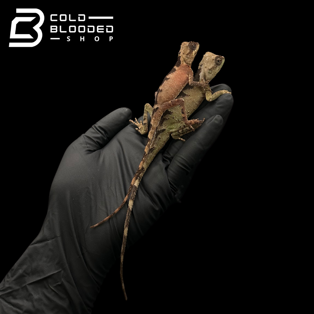 Brown PrickleNape Lizards - Acanthosaura lepidogaster