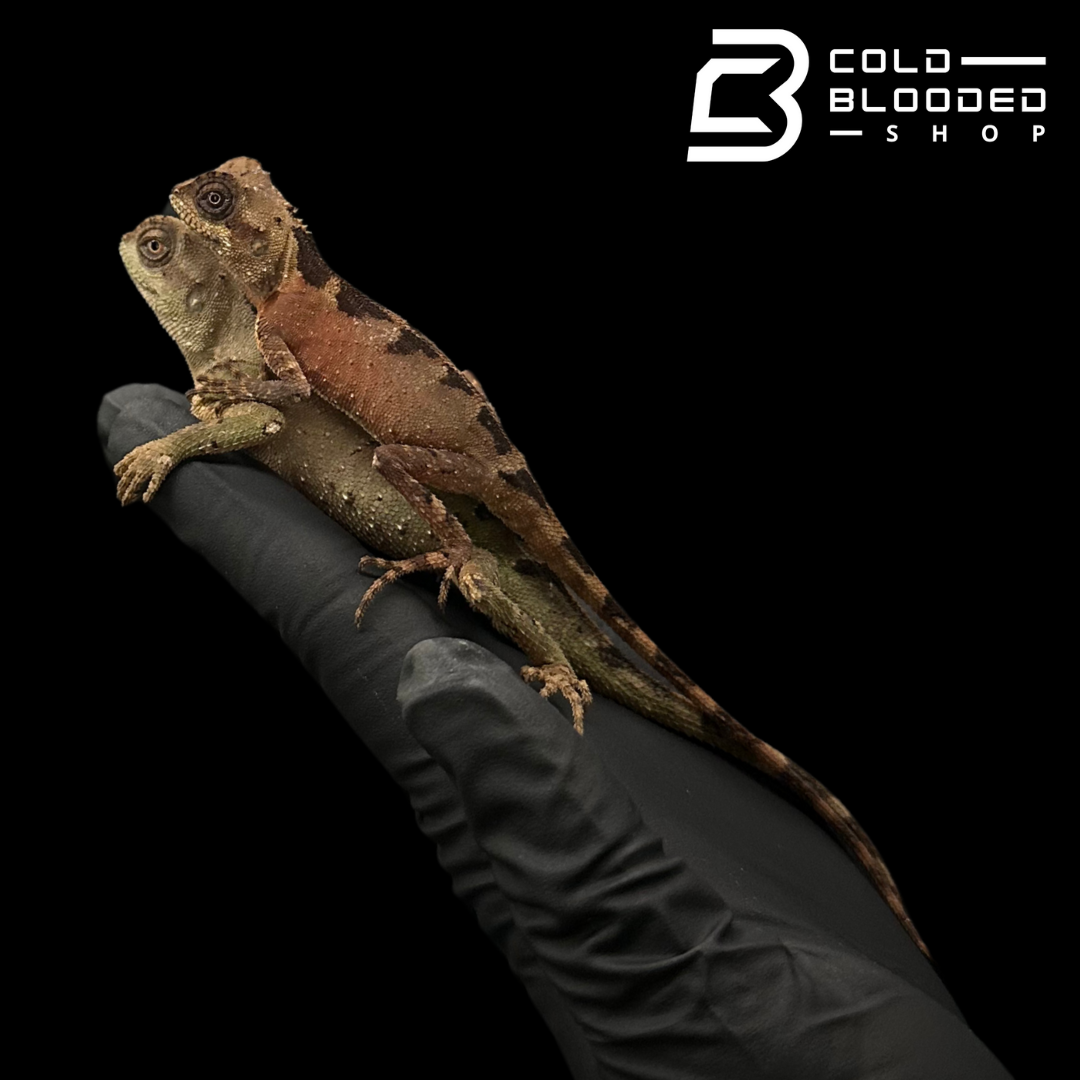 Brown PrickleNape Lizards - Acanthosaura lepidogaster