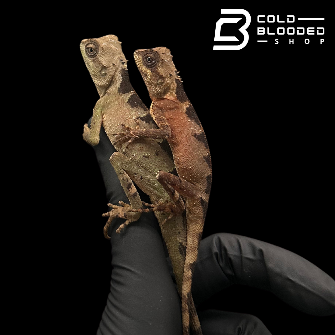 Brown PrickleNape Lizards - Acanthosaura lepidogaster