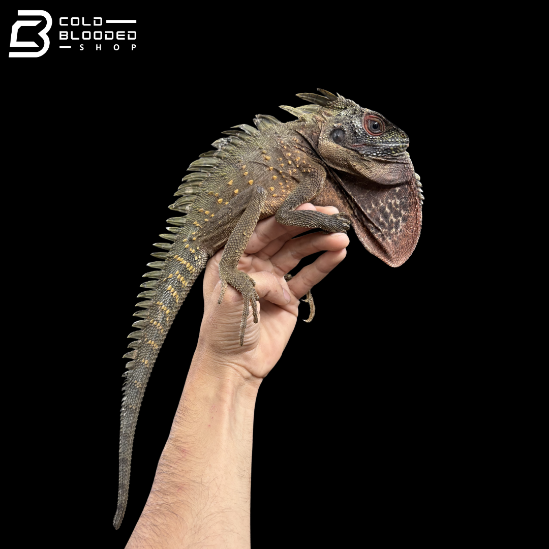 Green Crowned Forest Dragon - Lophosaurus Dilophus