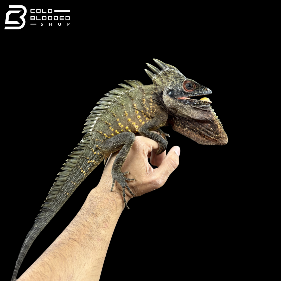 Green Crowned Forest Dragon - Lophosaurus Dilophus