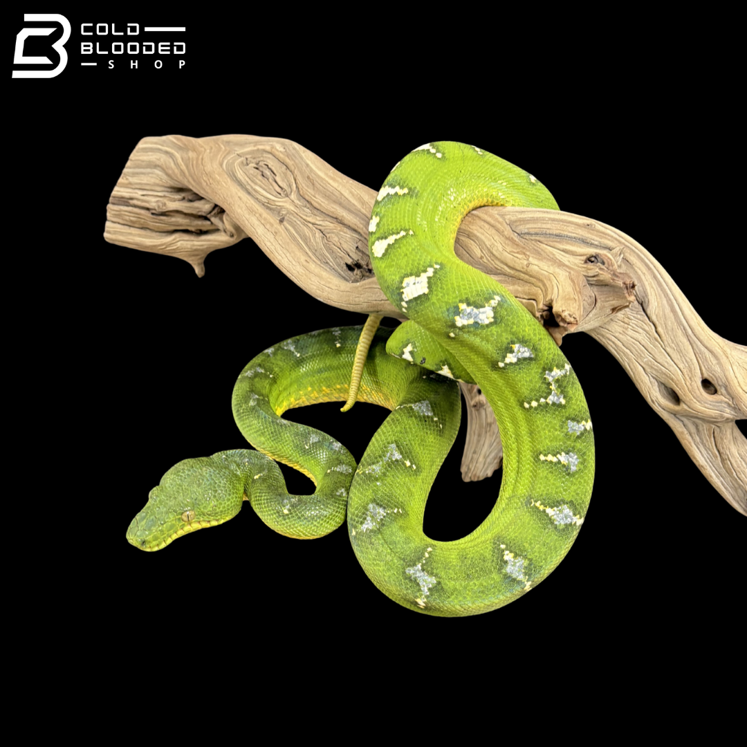 Adult Female Emerald Tree Boa - Corallus caninus
