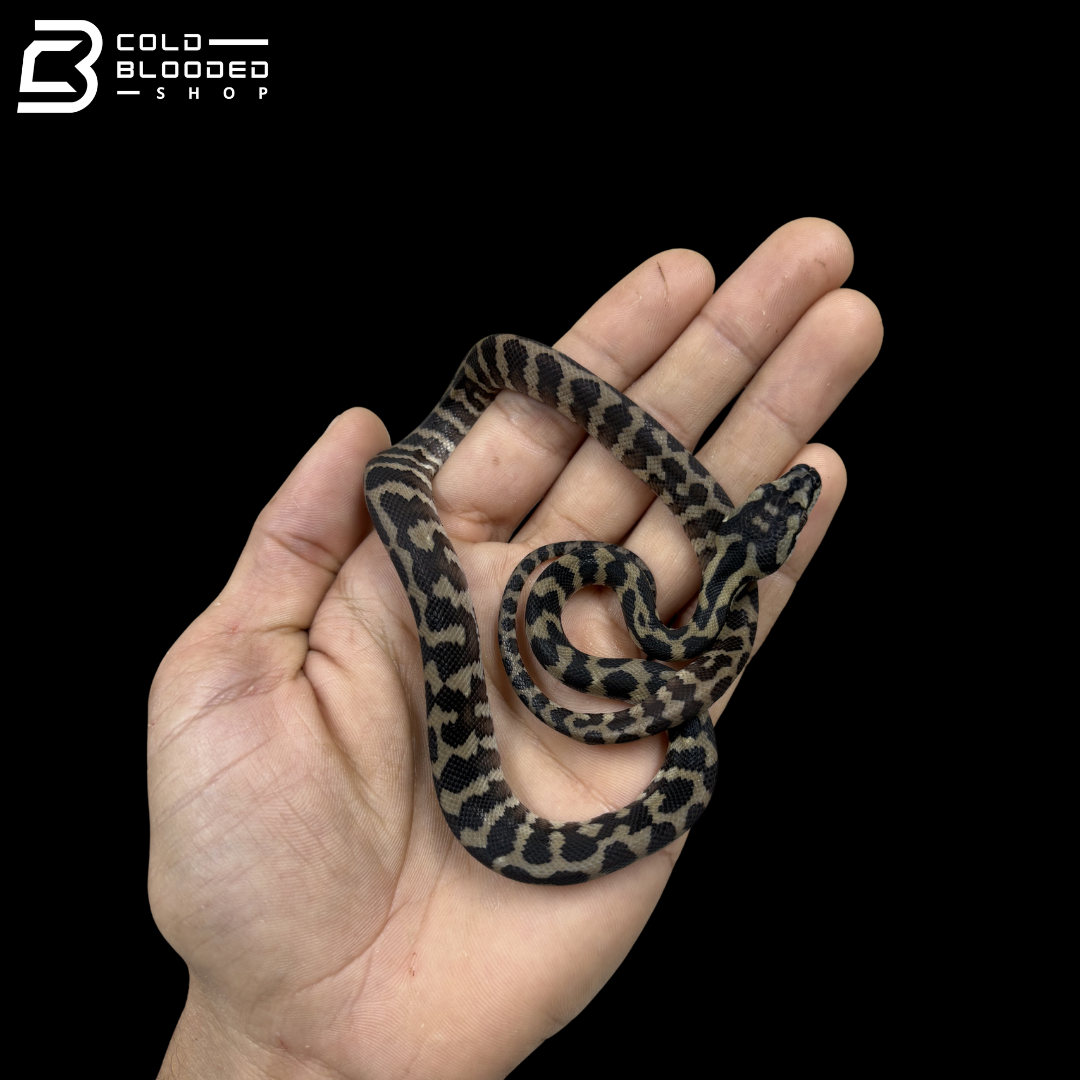 Female Papuan Carpet Pyhons - Morelia Spilota Harrisoni