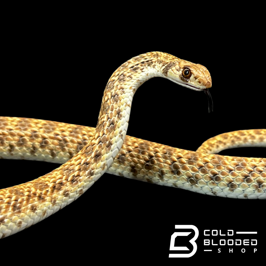 Juvenile Egyptian False Cobras - Malpolon moilensis
