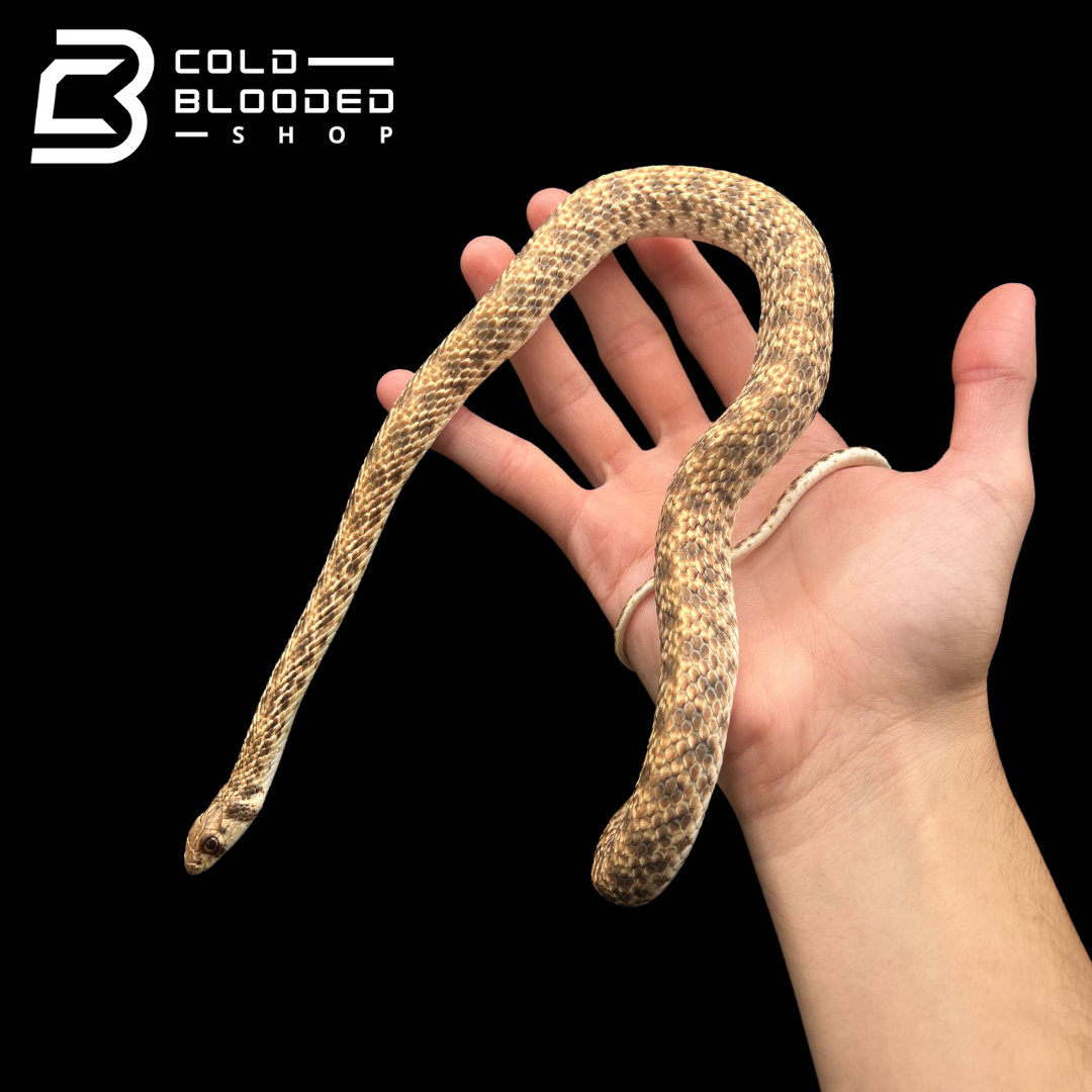 Juvenile Egyptian False Cobras - Malpolon moilensis