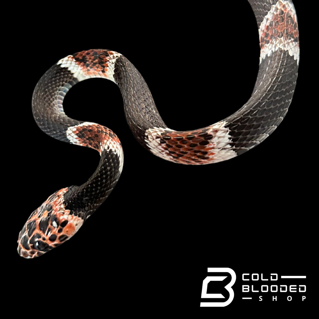 Adult Amazonian Banded Snake (Rhinobothryum Lentiginosum)
