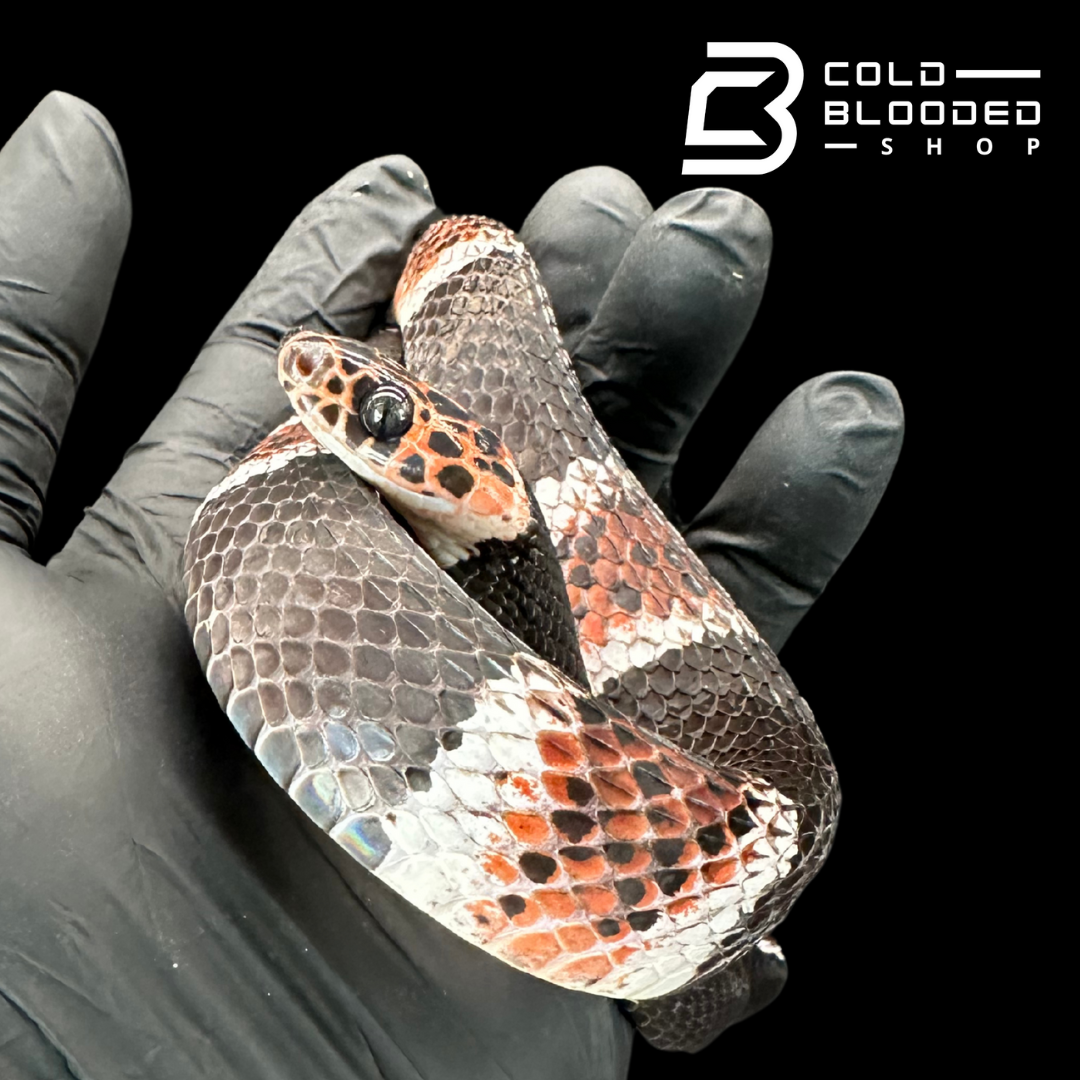 Adult Amazonian Banded Snake (Rhinobothryum Lentiginosum)