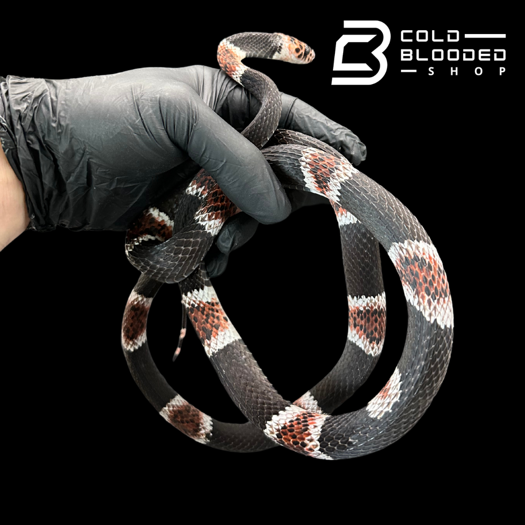 Adult Amazonian Banded Snake (Rhinobothryum Lentiginosum)