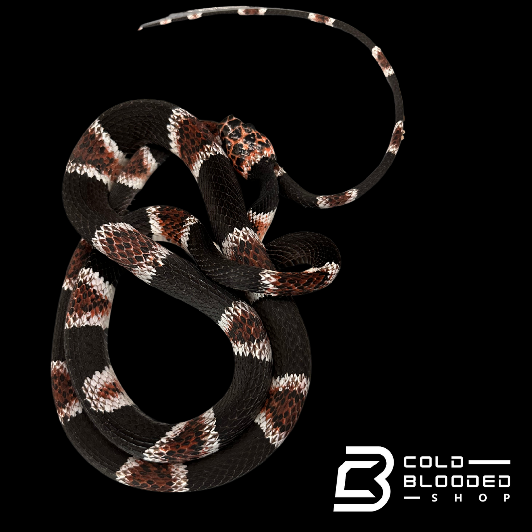 Adult Amazonian Banded Snake (Rhinobothryum Lentiginosum)