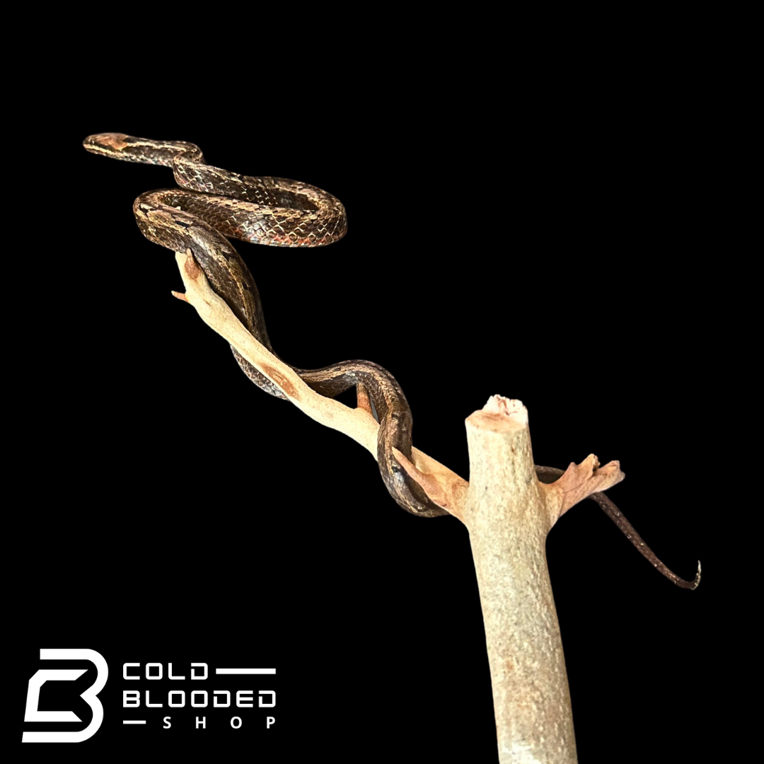 Mock viper - Psammodynastes pulverulentus