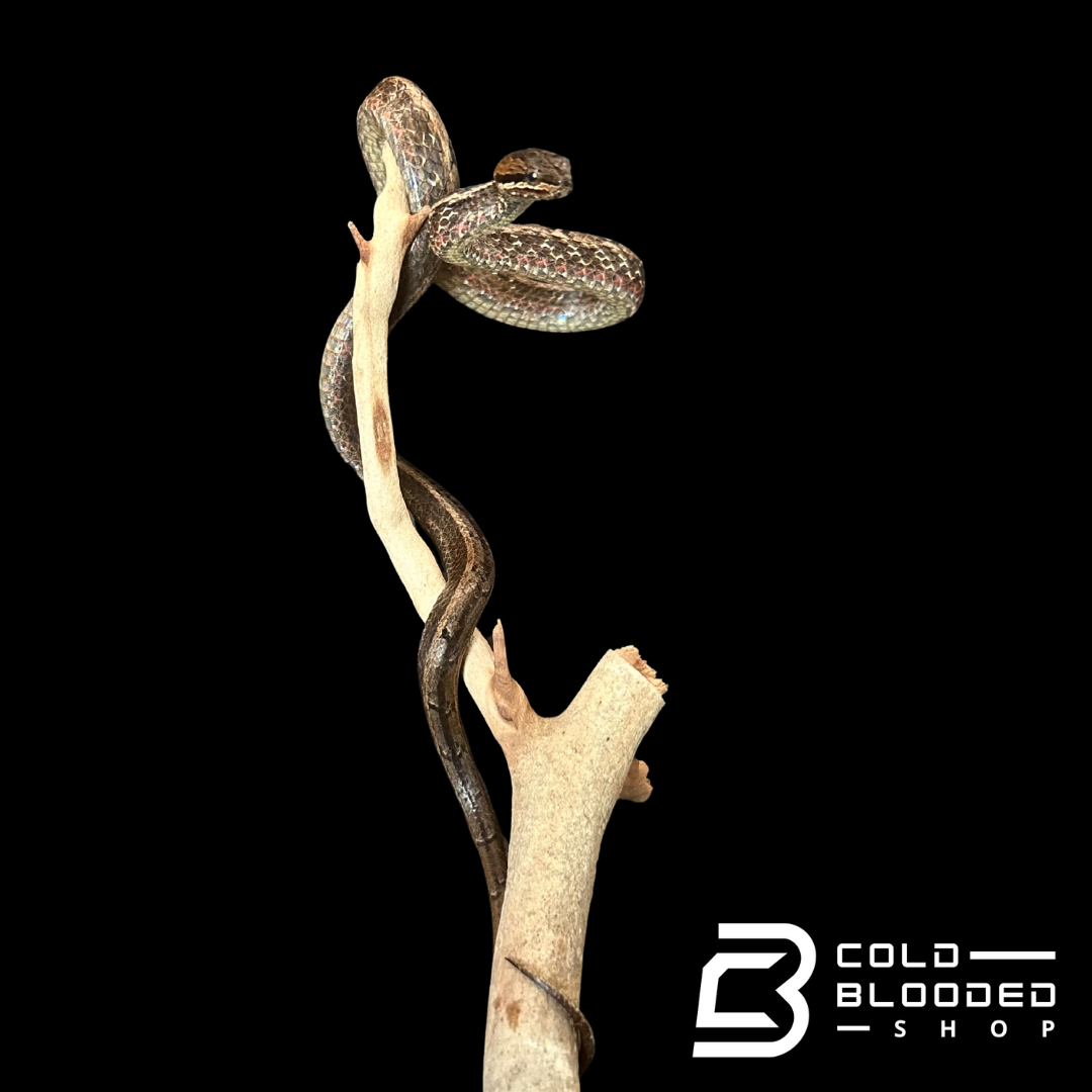 Mock viper - Psammodynastes pulverulentus