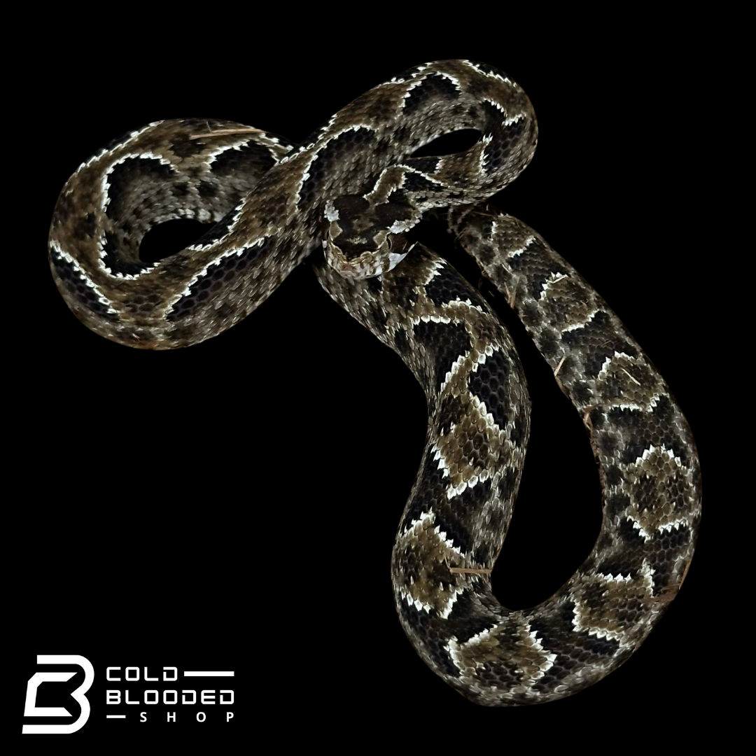 CBB Zoo Stock FEMALE #2 Barnett's lancehead - Bothrops barnetti (Copy)