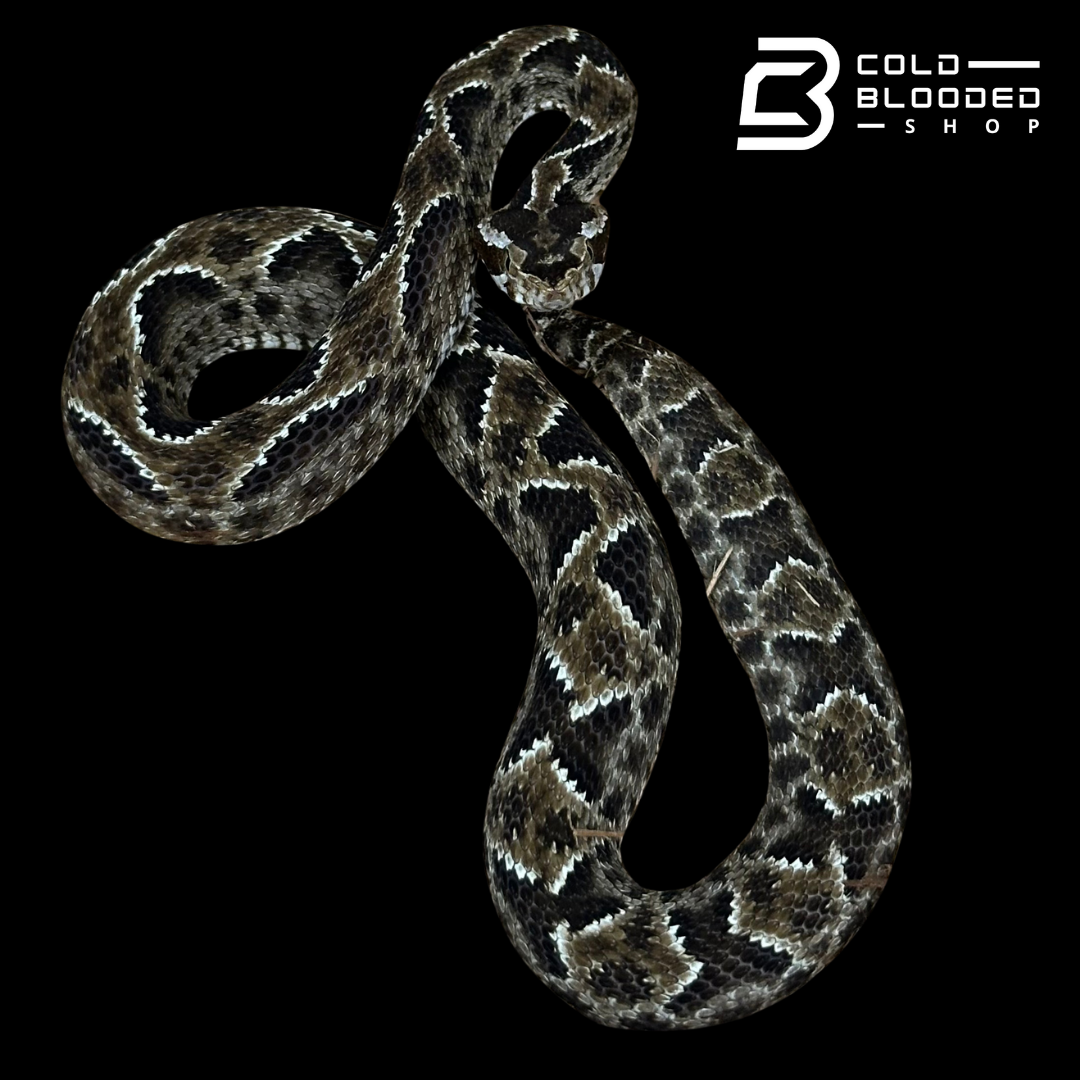 CBB Zoo Stock FEMALE #2 Barnett's lancehead - Bothrops barnetti (Copy)