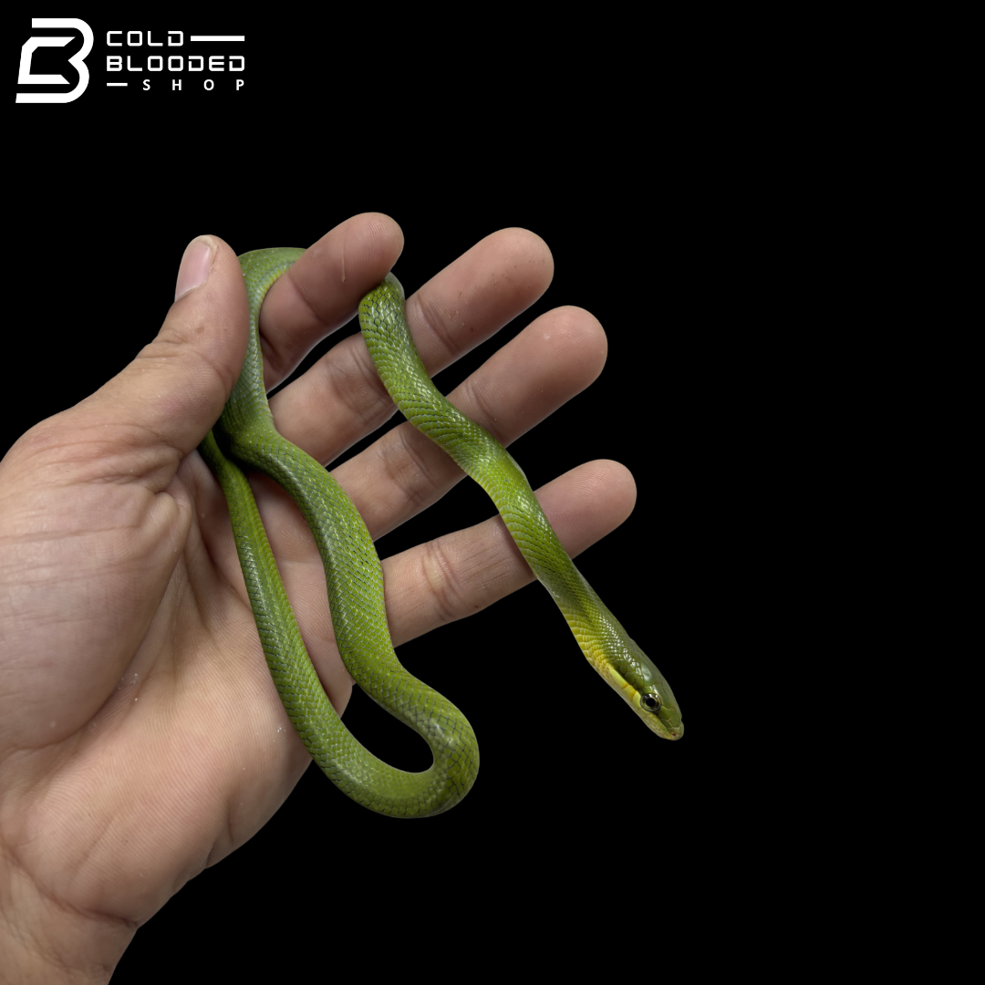 CB Green Phase Red-tailed Green Rat Snake - Gonyosoma Oxycephalum