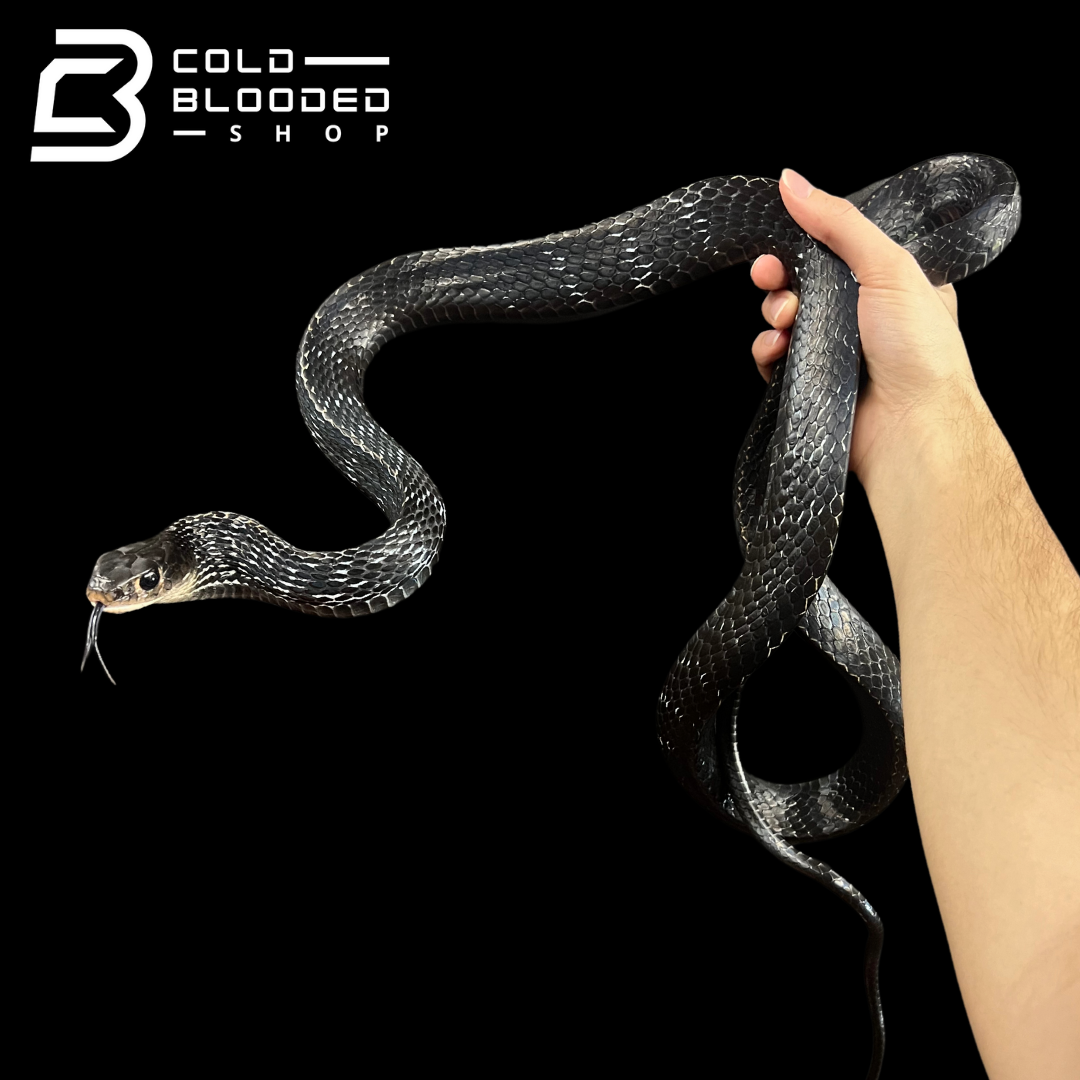 Female Adult Greater Keeled Rat Snake - Ptyas Carinata for sale