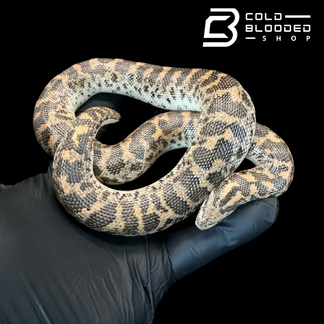 Javelin Sand boa Female #1 - Eryx jaculus