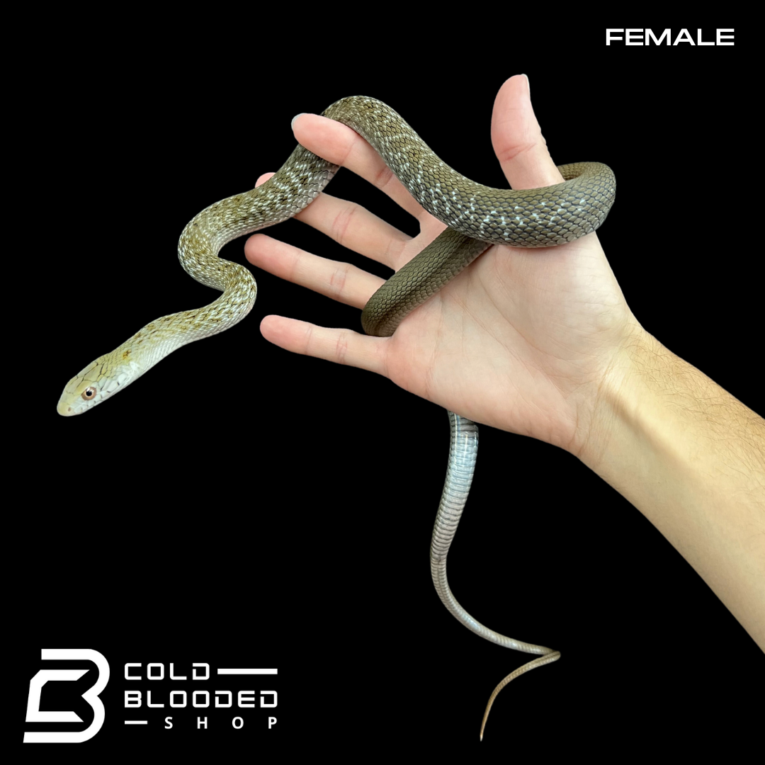 Pair of Japanese King Rat Snakes - Elaphe carinata yonaguniensis - Cold Blooded Shop
