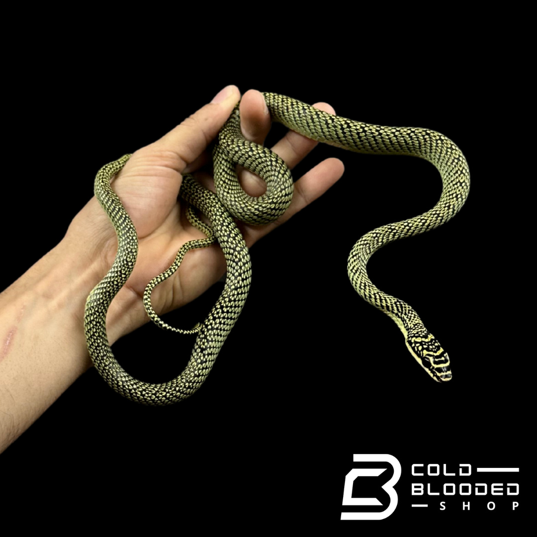 Ornate Flying Snakes - Chrysopelea ornata