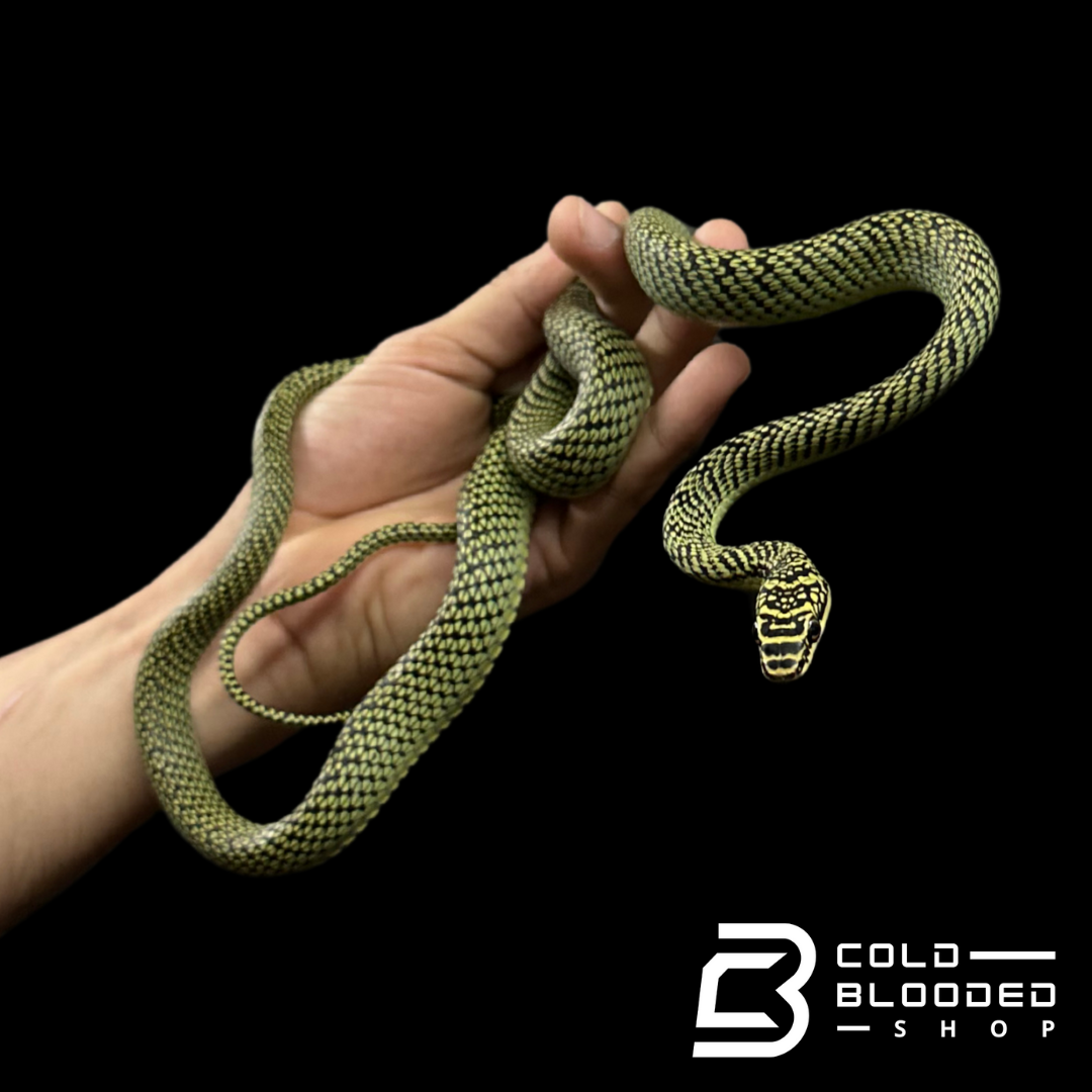 Ornate Flying Snakes - Chrysopelea ornata
