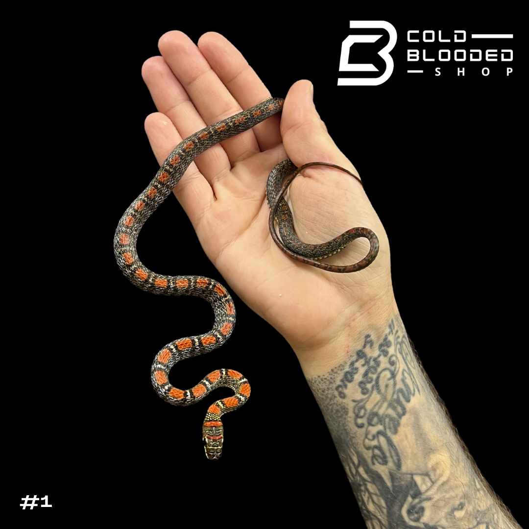 Twin-Barred Tree Snakes - Chrysopelea pelias - Cold Blooded Shop