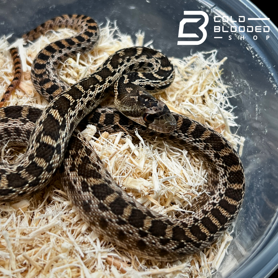 Baby Gopher Snakes - Pituophis catenifer